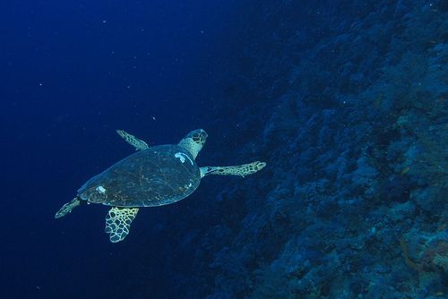 アースポリシー研究所「近年の増加後も海洋公園は大洋の３％未満」