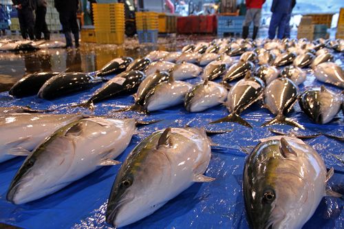 網に入る魚の３割だけいただく持続可能な漁業 ～ 氷見の越中式定置網