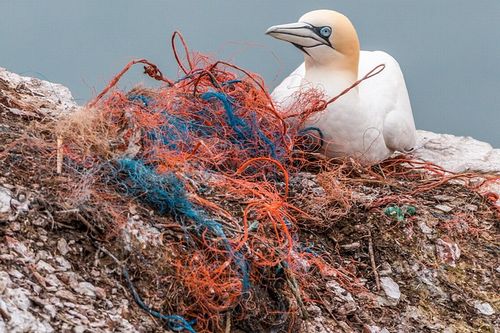 日本もついにレジ袋有料化へ！～「プラスチック資源循環戦略」素案が出ました