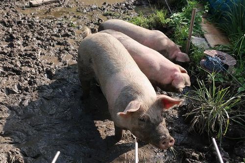 食用豚の多くはどう飼われているか～耕作放棄地で豚を放牧する取り組み