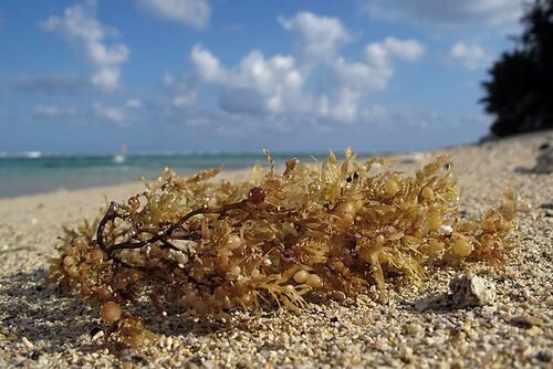 海の新しいお掃除やさん：海藻を沈めちゃうロボット
