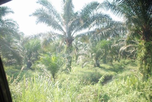 palm trees.JPG